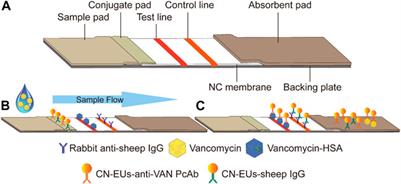 Rapid Monitoring of Vancomycin Concentration in Serum Using Europium (III) Chelate Nanoparticle-Based Lateral Flow Immunoassay